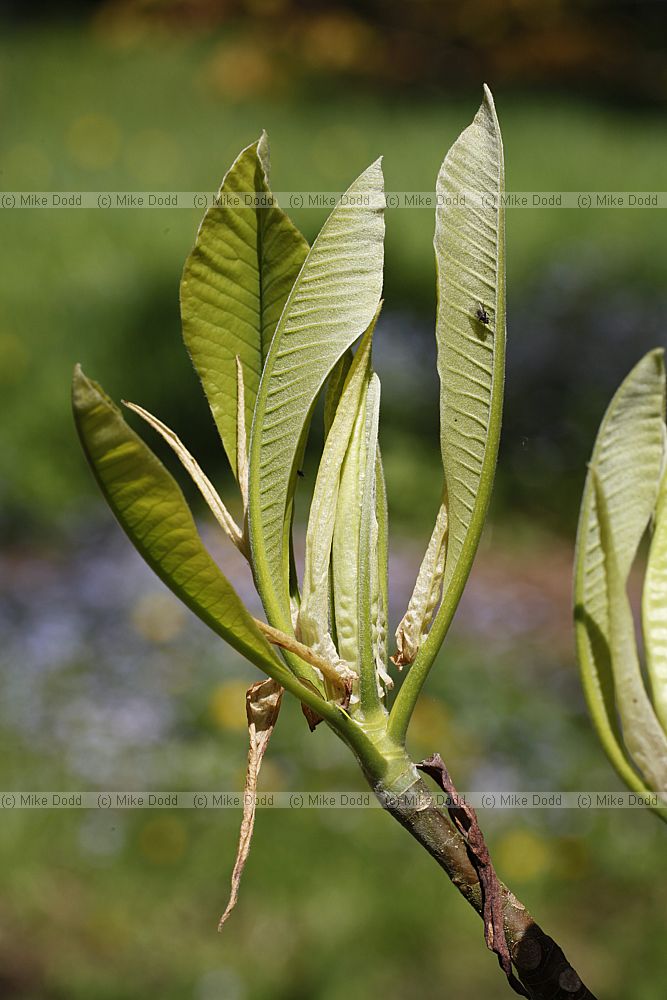 Magnolia tripetala Umbrella tree