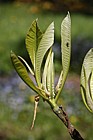 Magnolia tripetala Umbrella tree