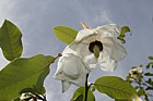 Magnolia wilsonii