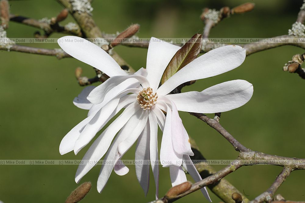 Magnolia x loebneri 'Raspberry Fun'