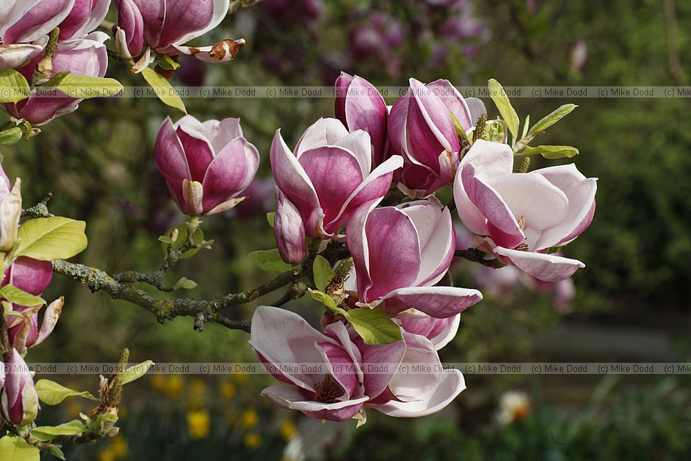Magnolia x soulangeana 'Rustica Rubra'