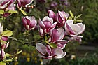 Magnolia x soulangeana 'Rustica Rubra'