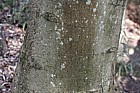 Magnolia x veitchii 'Isca'