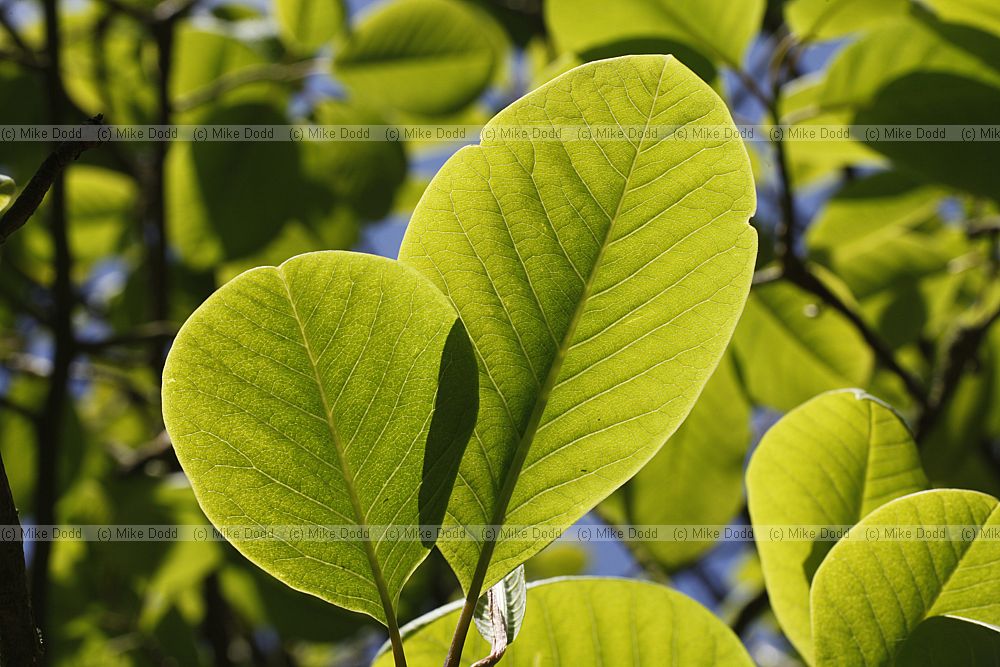 Magnolia x veitchii 'Peter Veitch'