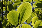Magnolia x veitchii 'Peter Veitch'