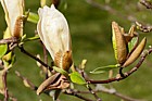 Magnolia 'Yellow Lantern'