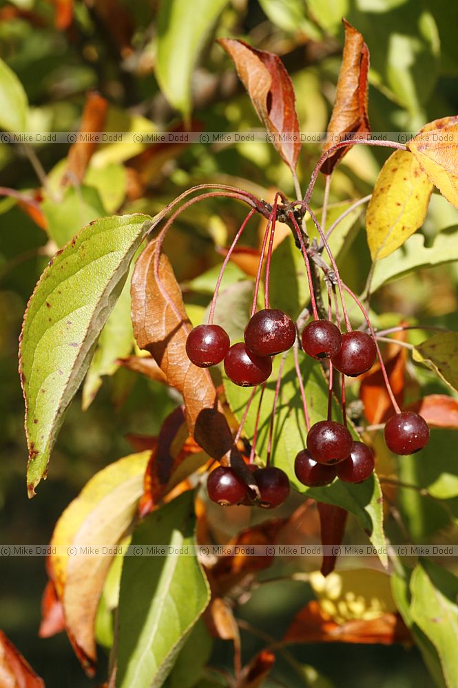 Malus baccata Siberian crab apple