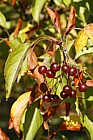 Malus baccata Siberian crab apple