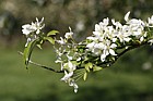 Malus brevipes