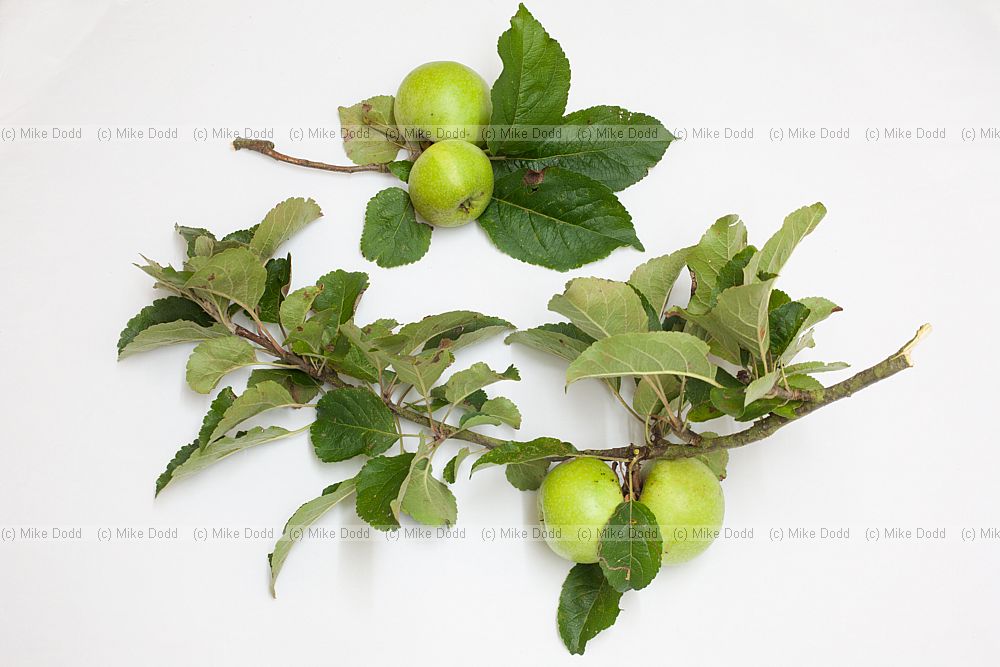 Malus domestica Orchard apple seedling growing wild in a hedgerow. Tasted quite sweet but tough skiin they were ripe and falling off the tree