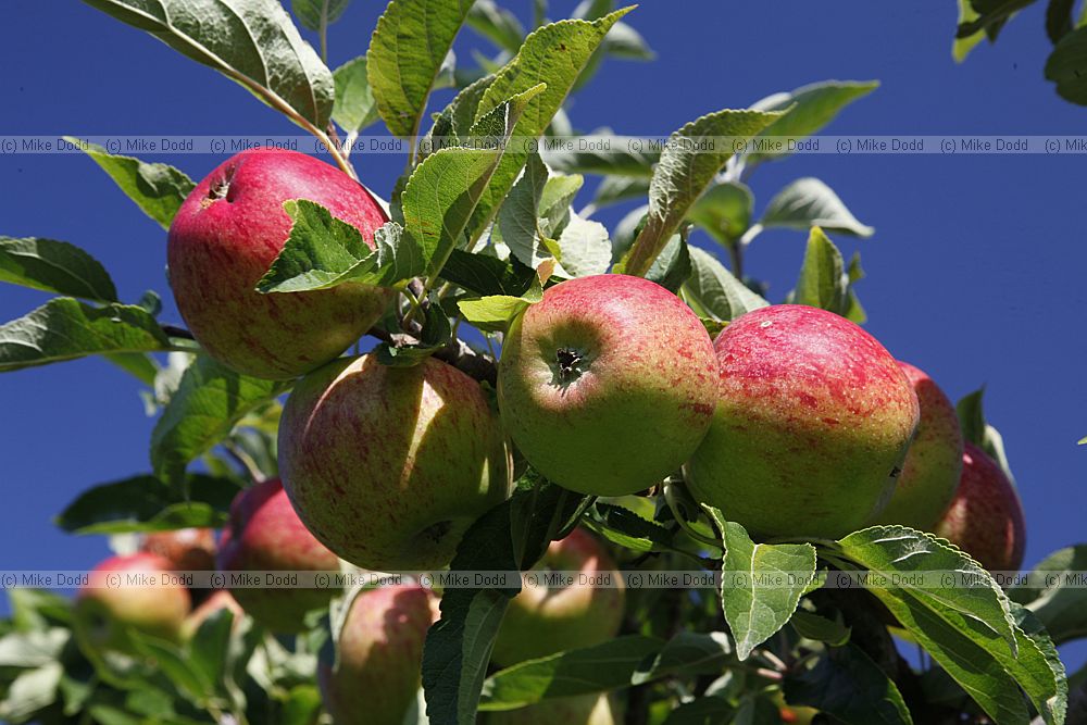 Malus domestica 'Ellison's Orange'