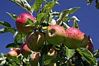 Malus domestica 'Ellison's Orange'