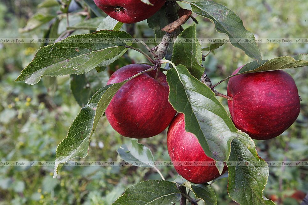 Malus domestica 'Galaxy Gala' Apple