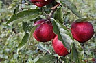 Malus domestica 'Galaxy Gala' Apple