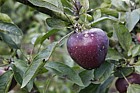 Malus domestica 'Hardispur Delicious' Apple