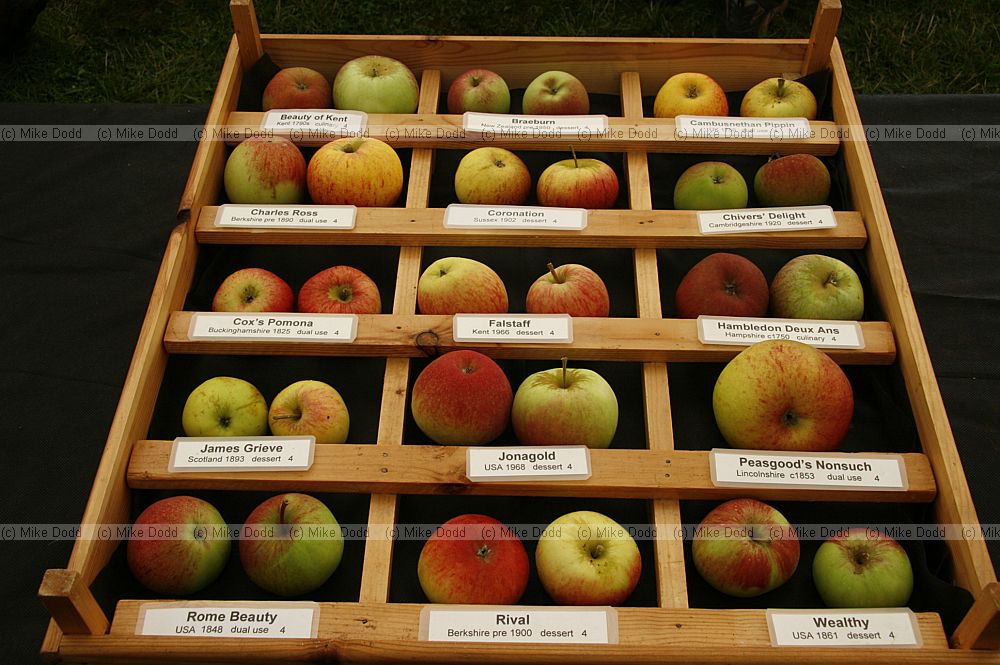 Malus domestica Old apple varieties from the east of England