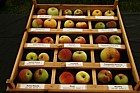 Malus domestica Old apple varieties from the east of England