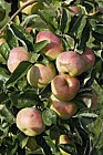 Malus domestica 'Ontario' Apple