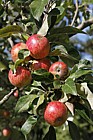 Malus domestica 'Taylors Sweet' Cider apple