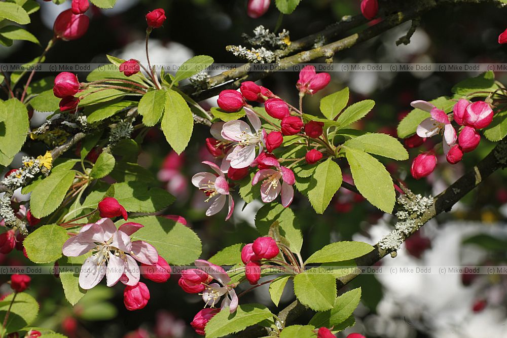 Malus floribunda
