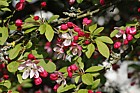 Malus floribunda