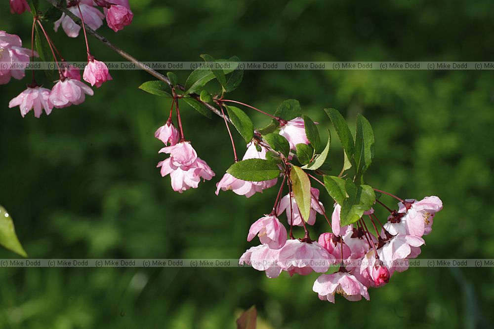 Malus halliana