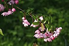 Malus halliana