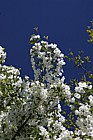 Malus hupehensis Hupen Crab Apple