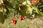 Malus prattii