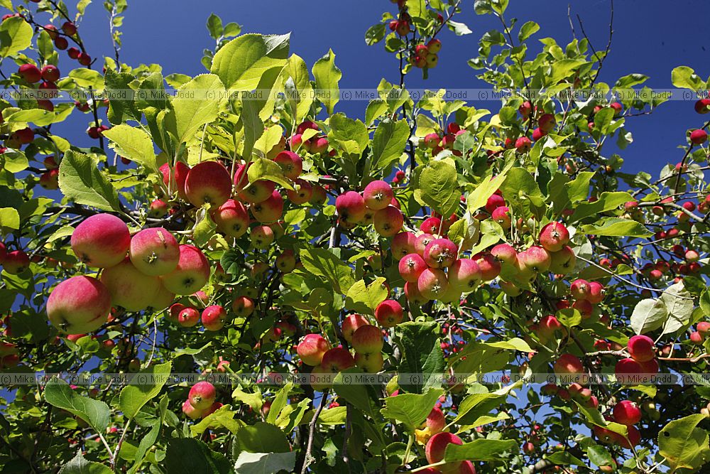 Malus prunifolia var macrocarpa