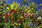 Malus prunifolia var macrocarpa