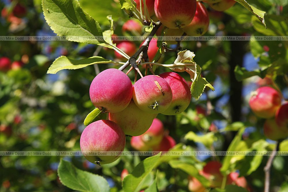 Malus prunifolia var macrocarpa