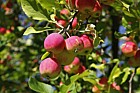 Malus prunifolia var macrocarpa