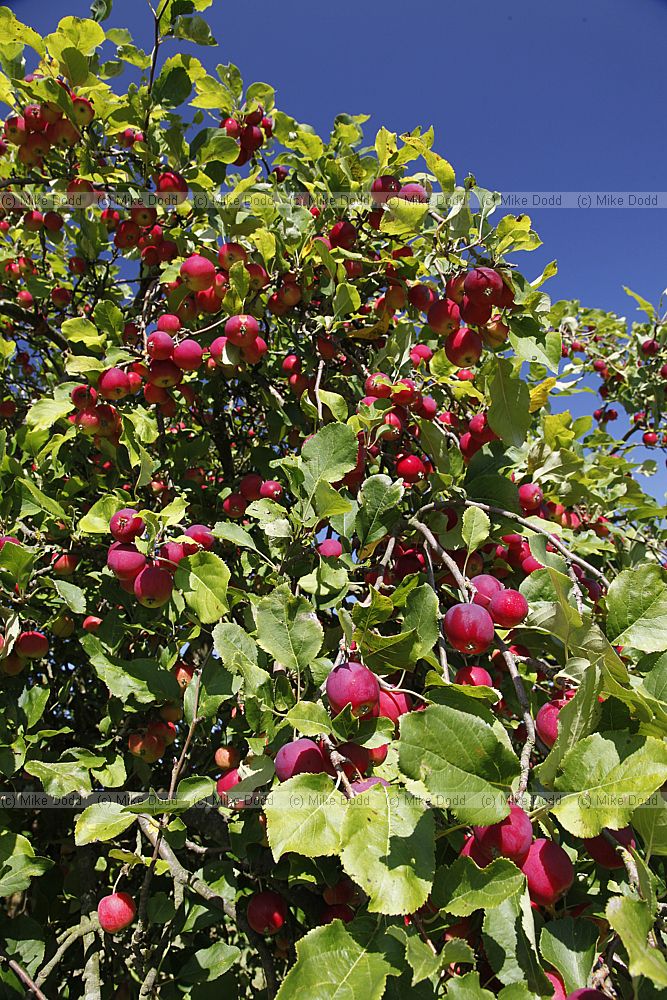 Malus pumila 'Dartmouth'