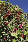 Malus pumila 'Dartmouth'