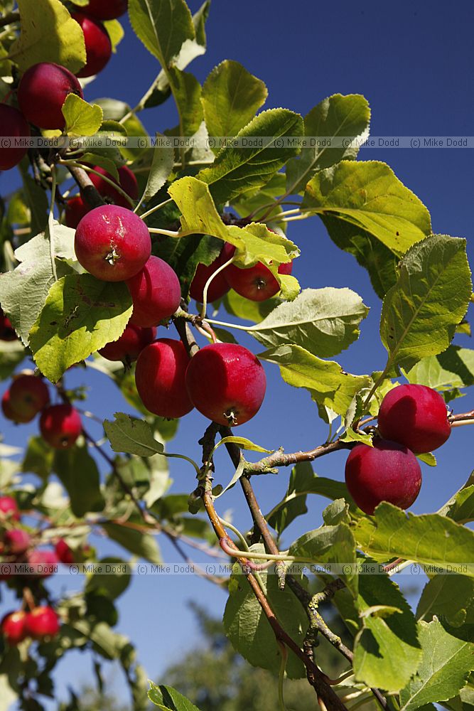 Malus pumila 'Dartmouth'