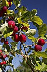 Malus pumila 'Dartmouth'