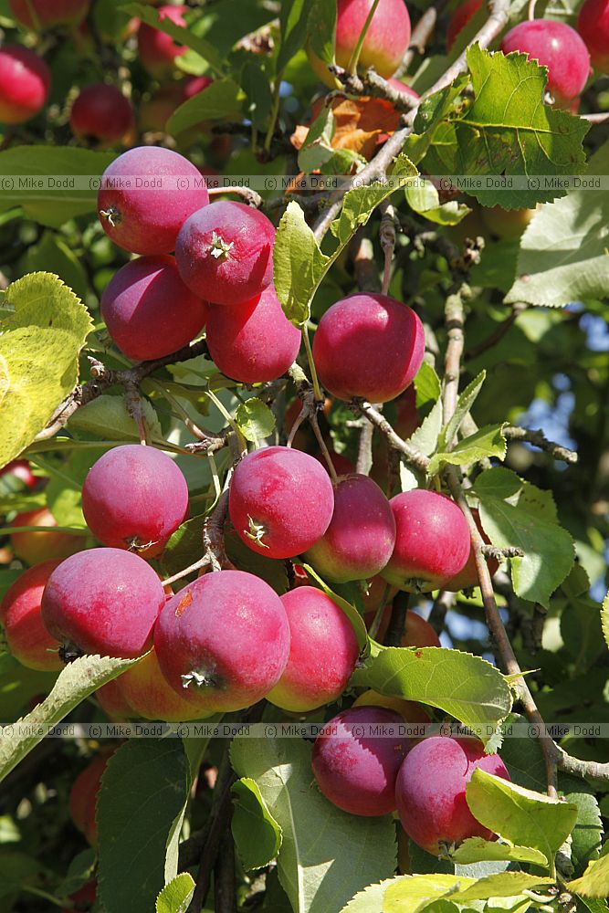 Malus pumila 'Dartmouth'
