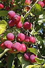 Malus pumila 'Dartmouth'