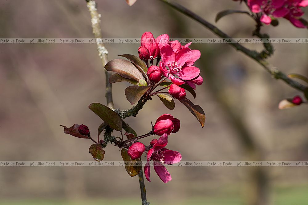 Malus 'Roberts Crab'