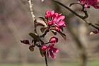Malus 'Roberts Crab'