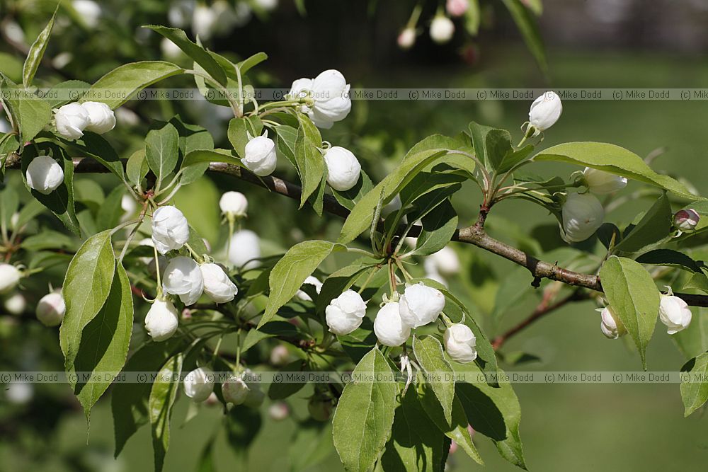 Malus sachalinensis Manchurian Crab Apple