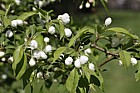 Malus sachalinensis Manchurian Crab Apple