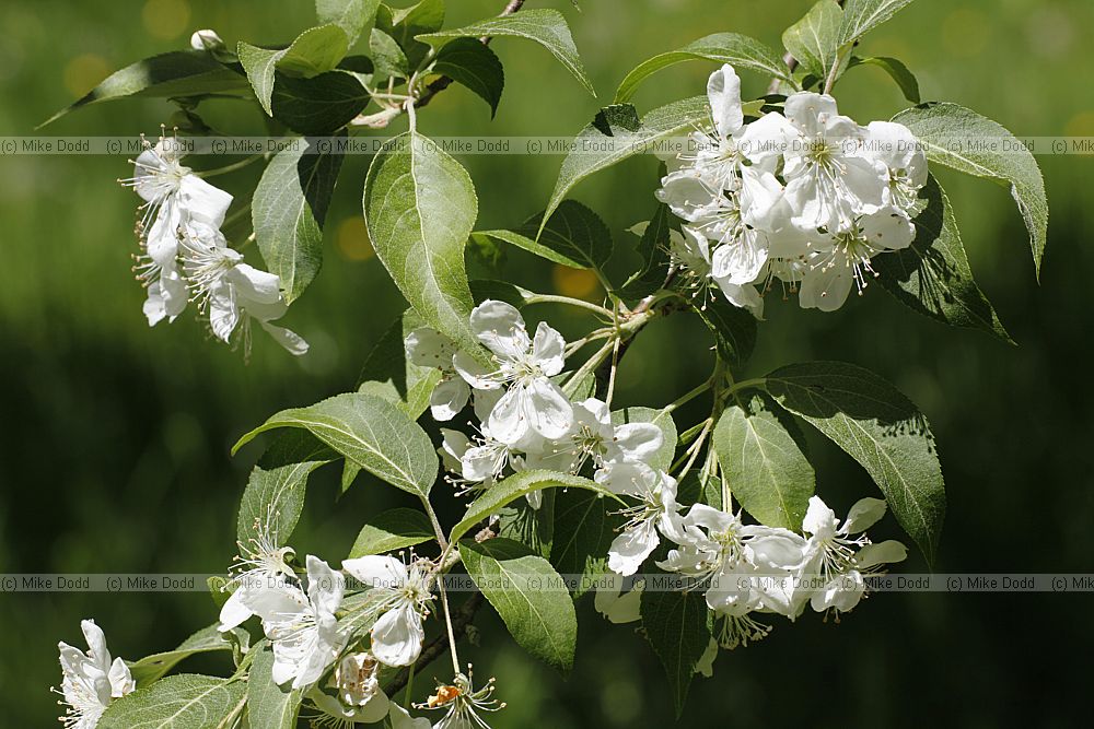 Malus sikkimensis Sikkim crabapple