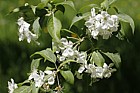 Malus sikkimensis Sikkim crabapple