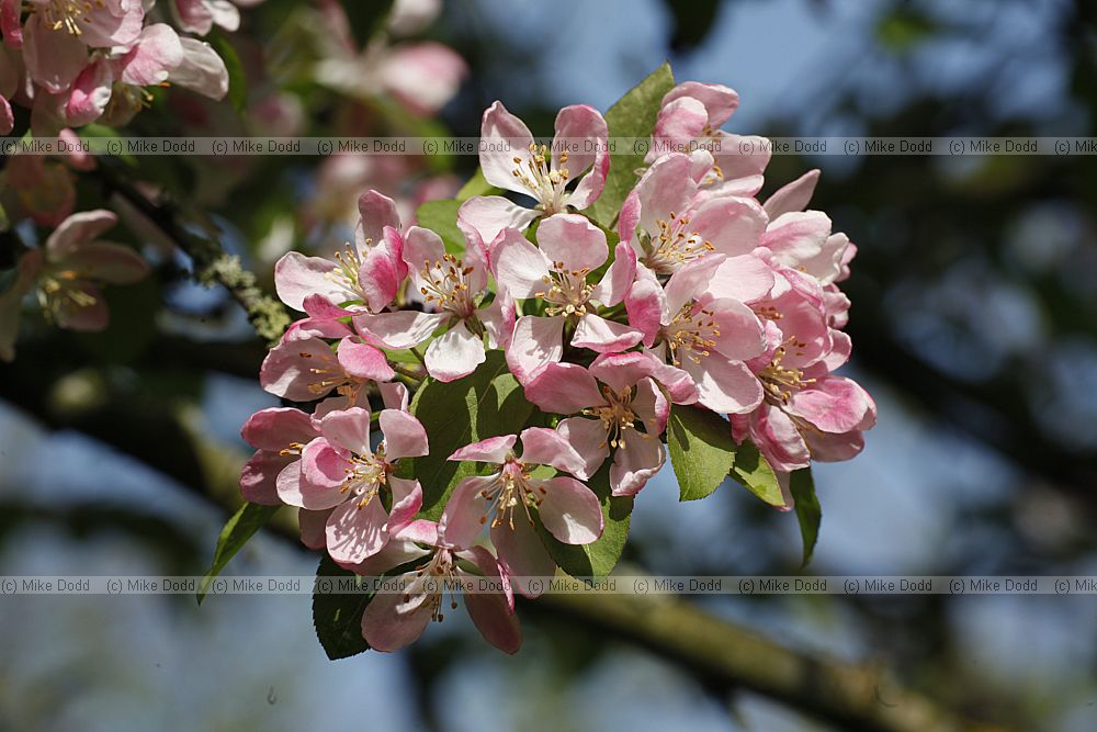 Malus spectabilis Chinese crab