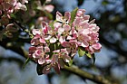 Malus spectabilis Chinese crab