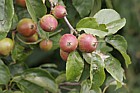 Malus sylvestris Crab Apple