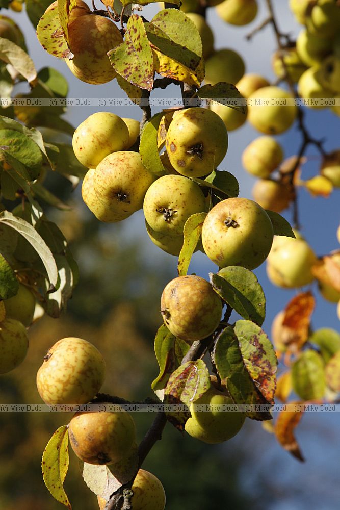 Malus sylvestris Crab Apple
