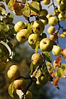 Malus sylvestris Crab Apple